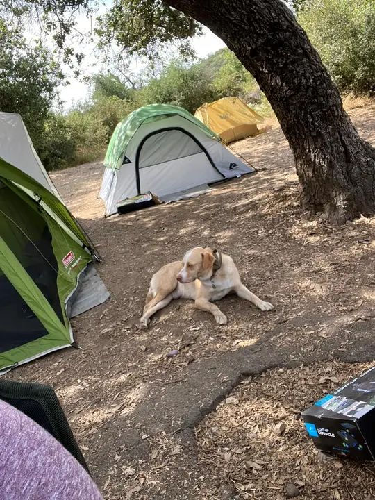 The Melómano Camping Trip! ⛺We love spending quality time with our Fam! Making friendships and memories that last a life time! Join the Fam to join the fun! We start new dan
